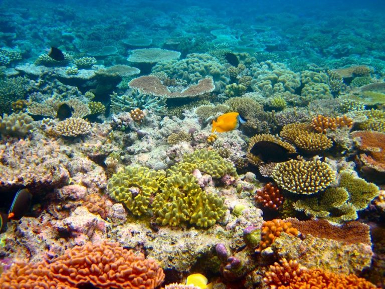 The Great Barrier Reef - Kyle Taylor