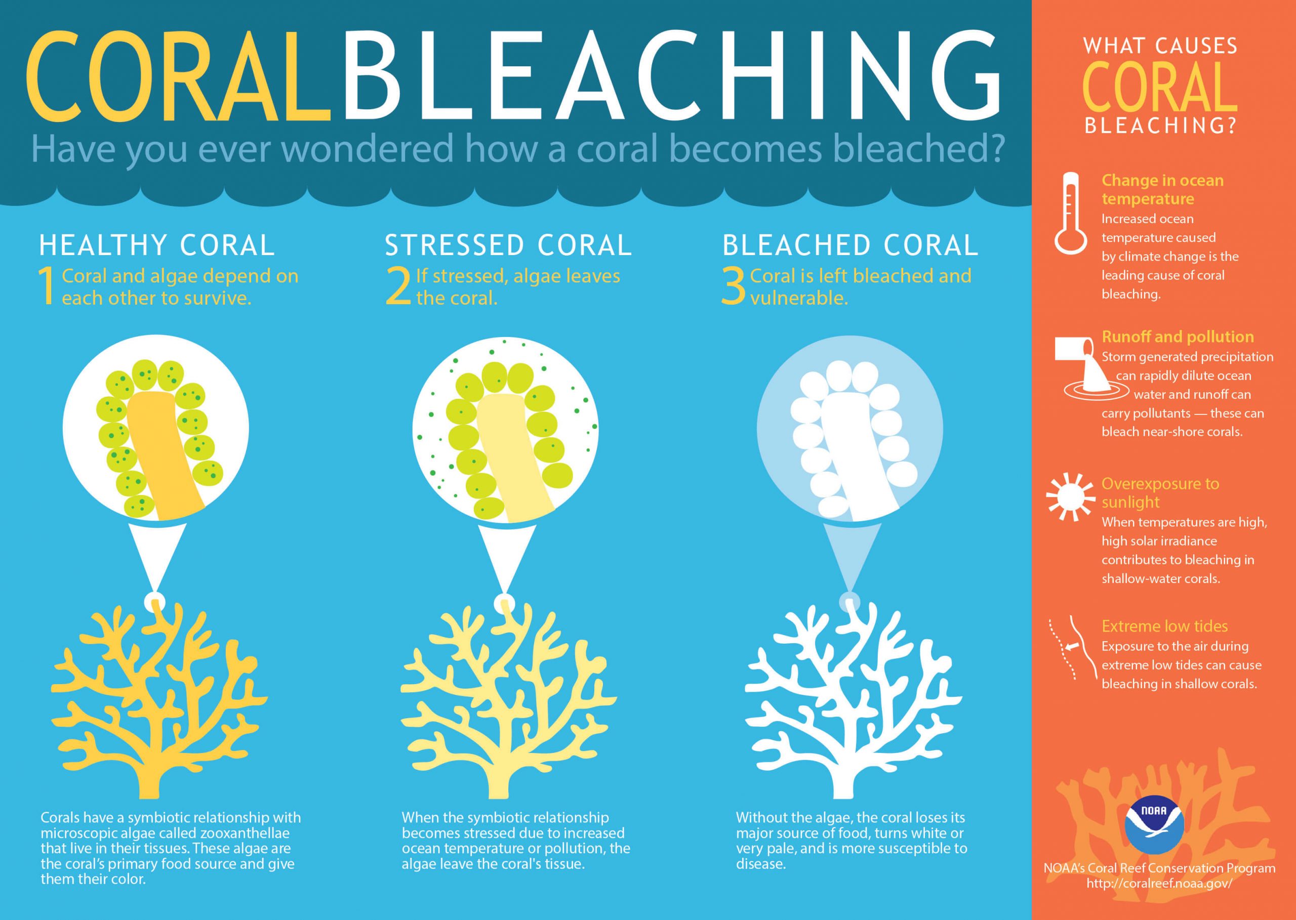 coral-bleaching-process-difference